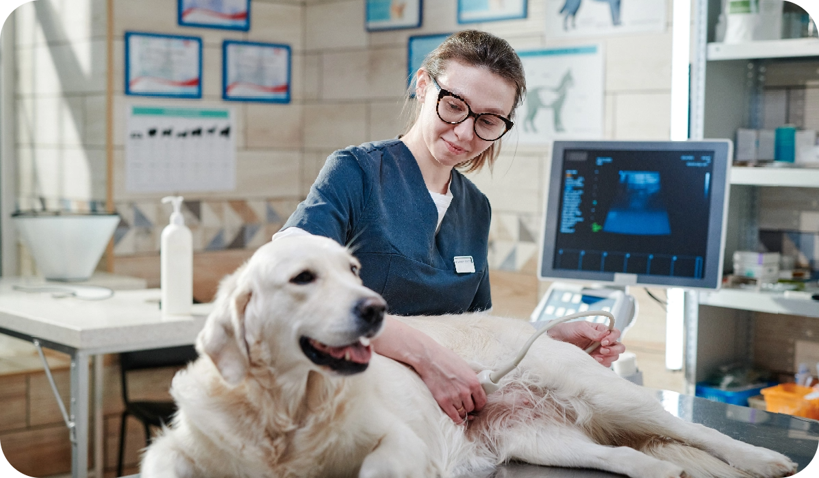 Exame de ecocardiografia veterinária