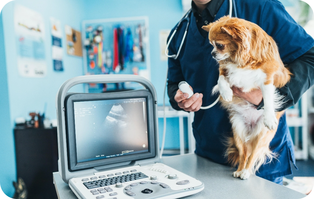 Médico veterinário realizando exame cardiológico